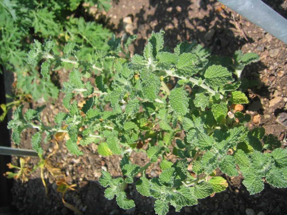Marrubium vulgare (Gewöhnlicher Andorn)
